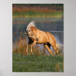 Poster Bob Langrish Palomino Lusitano Stallion Bucking