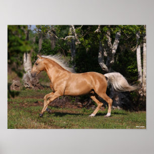 Poster Bob Langrish   Palomino Lusitano Stallion Running