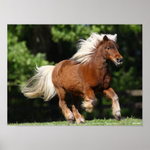 Poster Bob Langrish   Palomino Miniatura Pony Running