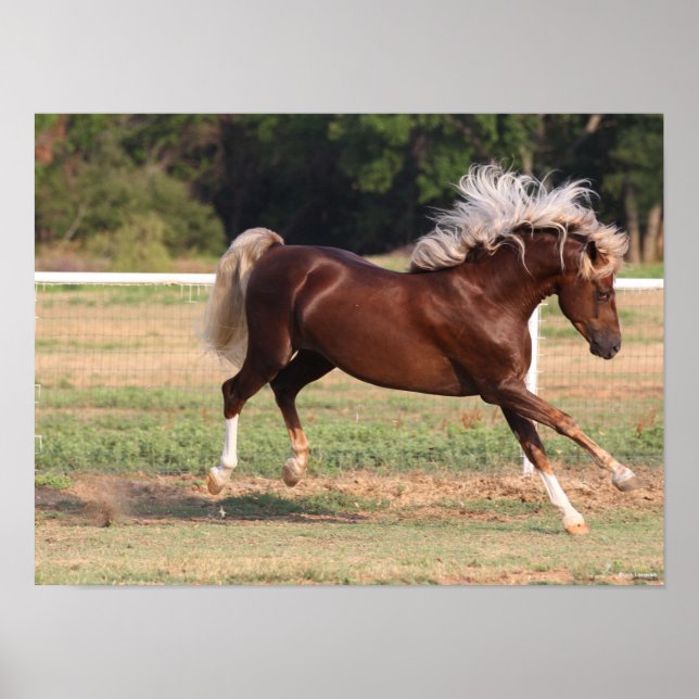 Poster Bob Langrish | Palomino Morgan Horse Bucking (Frente)