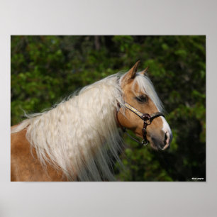 Poster Bob Langrish   Palomino Quarter Horse Captura