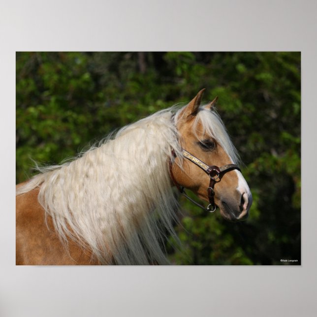 Poster Bob Langrish | Palomino Quarter Horse Captura (Frente)