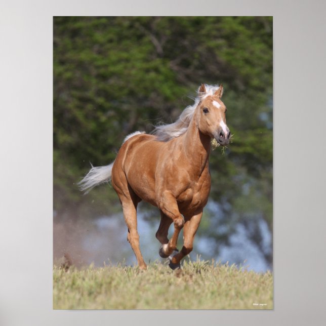 Poster Bob Langrish | Palomino Quarter Horse Running (Frente)