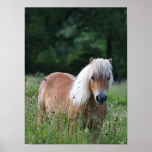 Poster Bob Langrish Palomino Shetland Em Grass