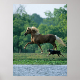 Poster Bob Langrish   Palomino Tennessee Walker e Cachorr