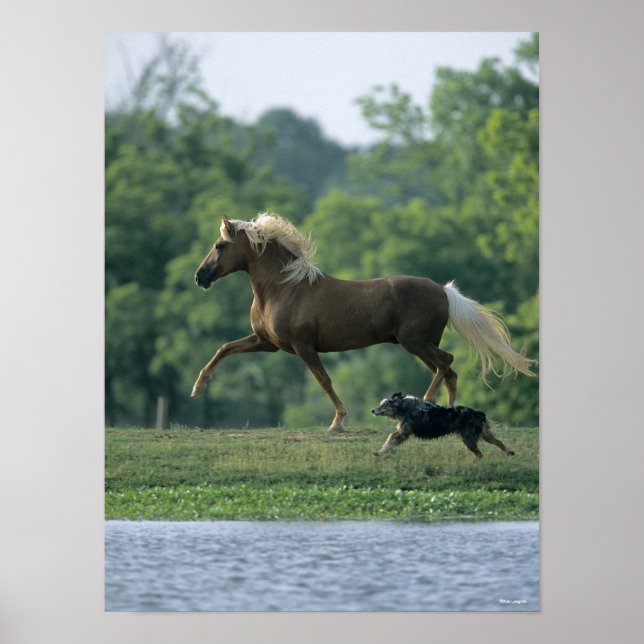 Poster Bob Langrish | Palomino Tennessee Walker e Cachorr (Frente)