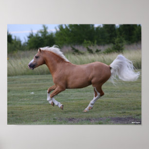 Poster Bob Langrish Palomino Welsh Pony Running