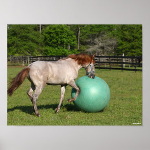 Poster Bob Langrish Paso Fino Horse Brincando Com Bola