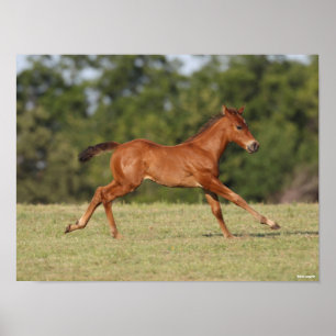 Poster Bob Langrish   Pé De Cavalo Trimestre De Castanha