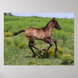 Poster Bob Langrish Pé De Cavalo Trimestre Em Corrida