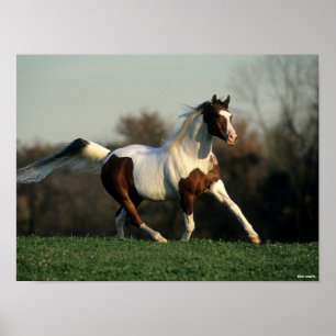 Poster Bob Langrish   Pinto Maneiro Árabe e Fluxo de Caud