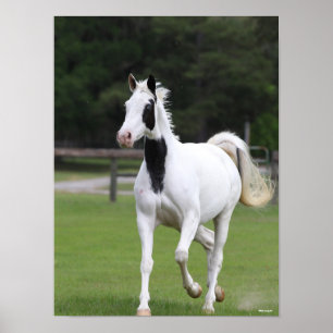 Poster Bob Langrish Pinto Warmblood