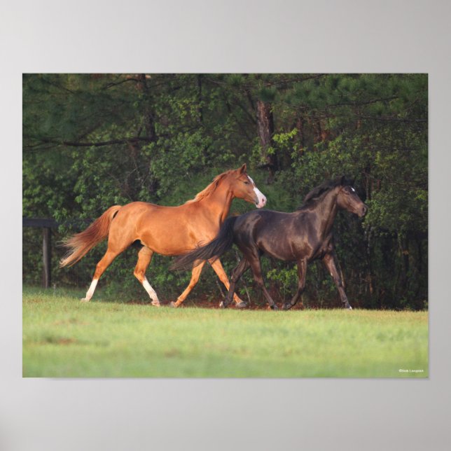 Poster Bob Langrish | Pônea Costeira Alemã E Oldenburg (Frente)