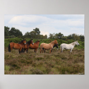 Poster Bob Langrish Pôneis Florestais Novos