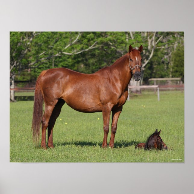 Poster Bob Langrish Quarter Horse Mare and Foal Standing (Frente)