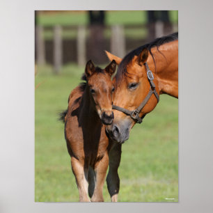 Poster Bob Langrish Quarter Horse Mare e Foal Cuddling