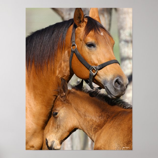Poster Bob Langrish Quarter Horse Mare e Foal Headshot (Frente)