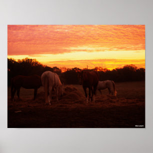 Poster Bob Langrish Quatro Cavalos Grazados ao Sol
