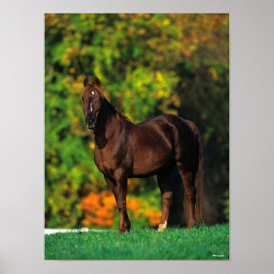 Poster Bob Langrish Rocky Mountain Horse no outono