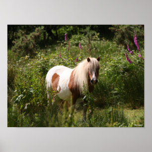Poster Bob Langrish   Shetland Pony Em Flores