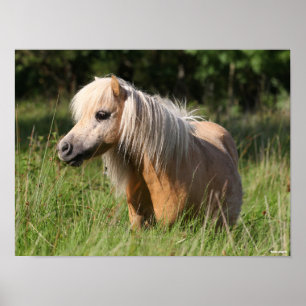 Poster Bob Langrish Shetland Pony em pé de longa grama
