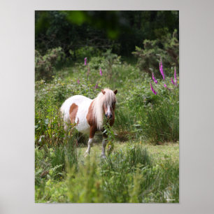 Poster Bob Langrish Shetland Pony Por Flores