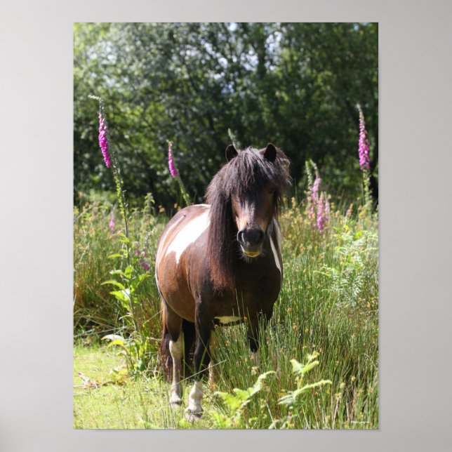 Poster Bob Langrish | Shetland Pony Por Flores (Frente)