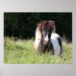 Poster Bob Langrish Shetland Stallion Em Situação De