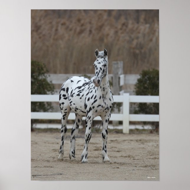 Poster Bob Langrish | Spotty Appaloosa Friesian Standing (Frente)