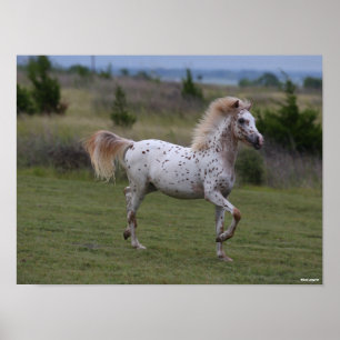 Poster Bob Langrish   Spotty Pony Da América