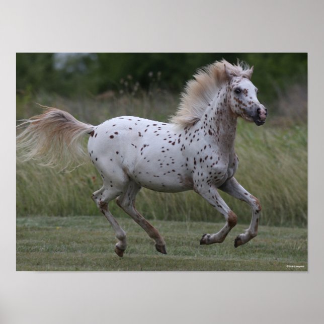Poster Bob Langrish | Spotty Pony Of America Running (Frente)