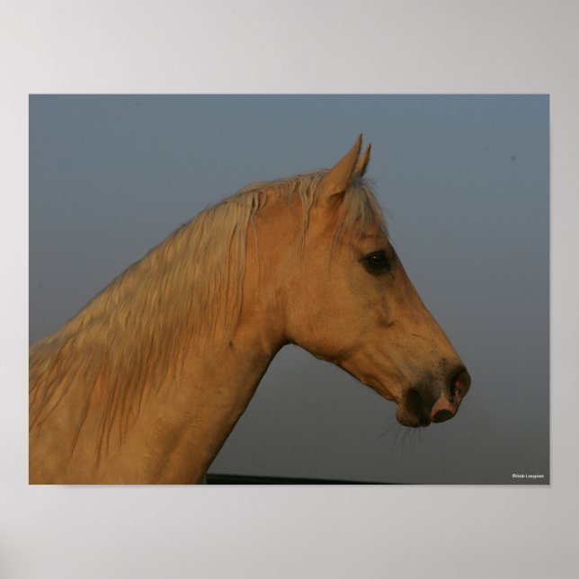 Poster Bob Langrish | Tennessee Walker Misty Headshot (Frente)