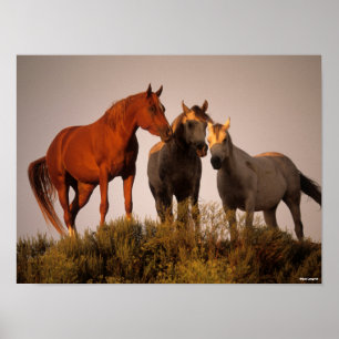 Poster Bob Langrish Three Arab Horses Standing At Sunset