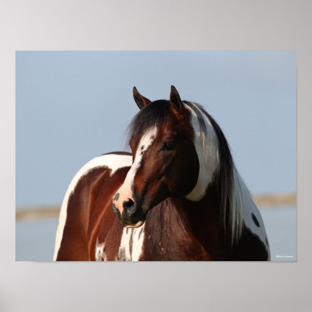 Poster Bob Langrish Tobiano Paint Horse Stallion Captura (Frente)
