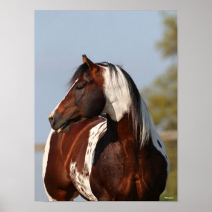 Poster Bob Langrish   Tobiano Paint Stallion Headshot