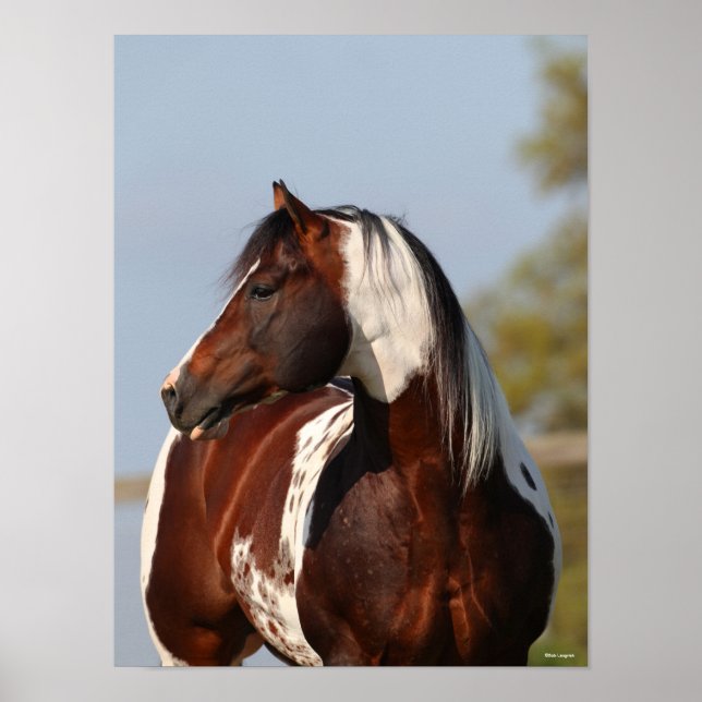 Poster Bob Langrish | Tobiano Paint Stallion Headshot (Frente)