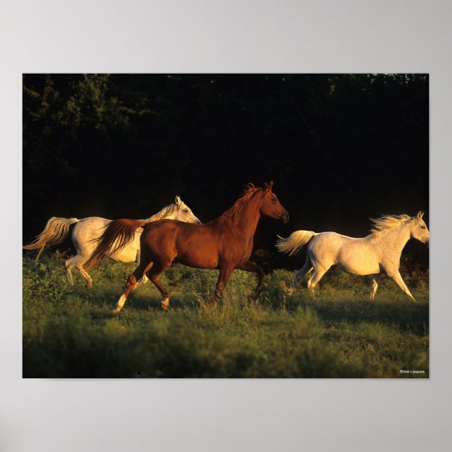 Poster Bob Langrish Três Árabes Correndo À Noite (Frente)