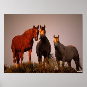 Poster Bob Langrish   Três Árabes Em Pé De Sol