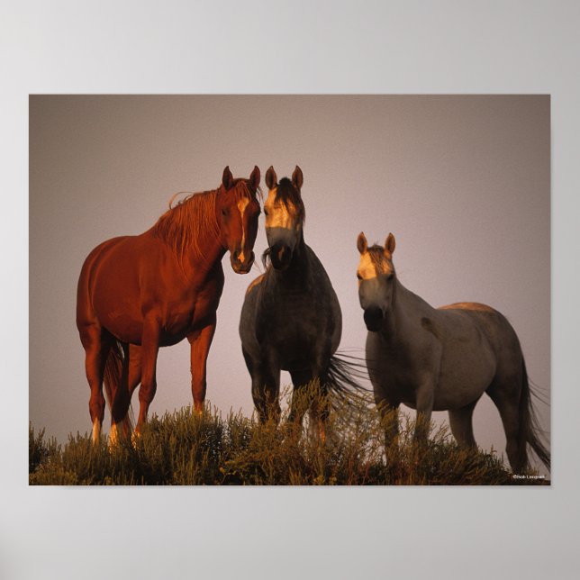 Poster Bob Langrish | Três Árabes Em Pé De Sol (Frente)