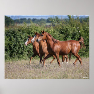 Poster Bob Langrish   Três Cavalos árabes castanhosos j