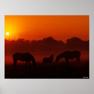 Poster Bob Langrish Três Cavalos Grazados ao Sol