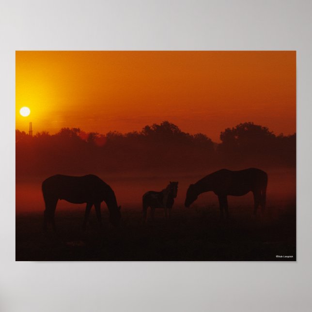 Poster Bob Langrish | Três Cavalos Grazados ao Sol (Frente)