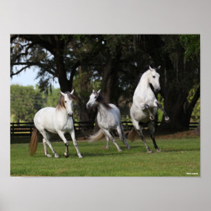 Poster Bob Langrish Três Cinzas Andalucianos Fugindo