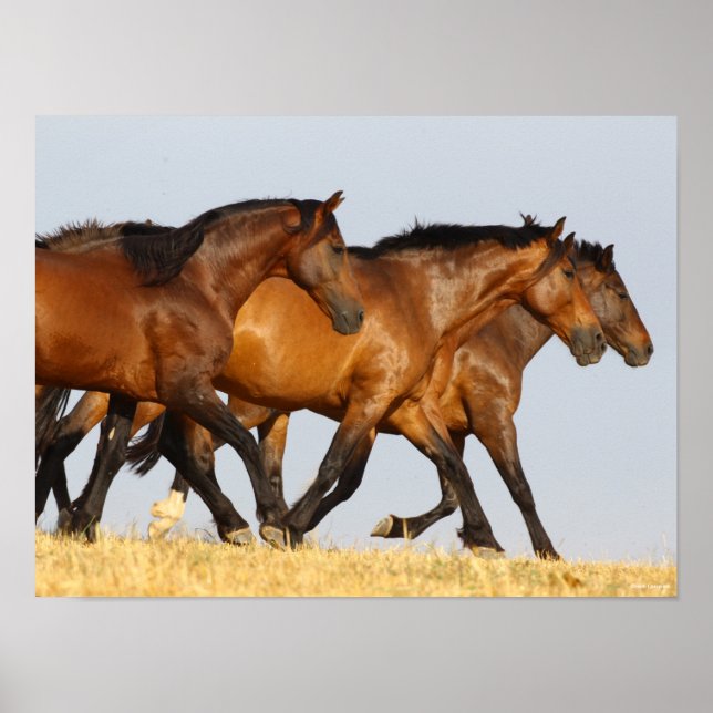 Poster Bob Langrish | Triplo Andaluciano Mares Running (Frente)