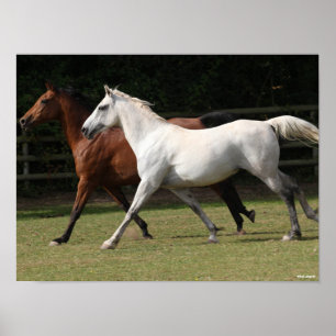 Poster Bob Langrish Two Arab Horses Runnng Together