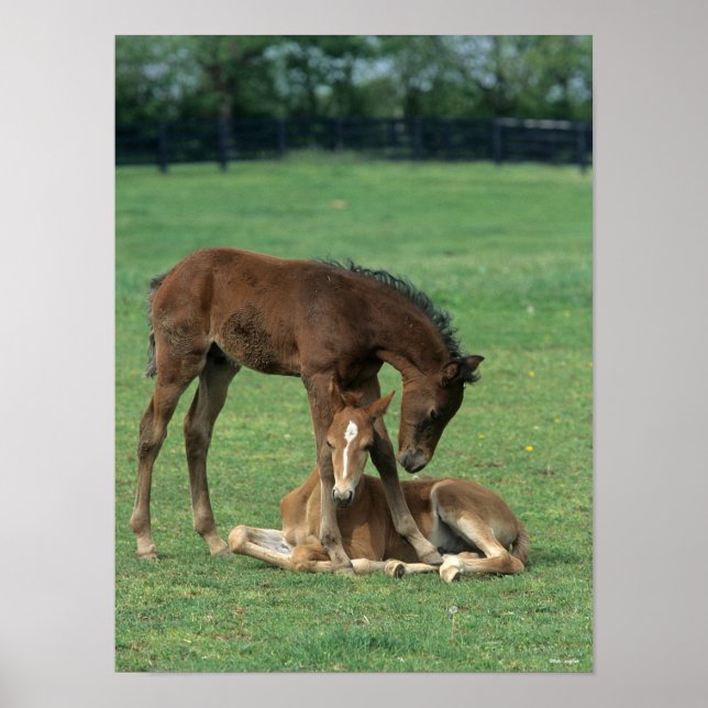 Poster Bob Langrish | Two Morgan Horse Foals Playing (Frente)