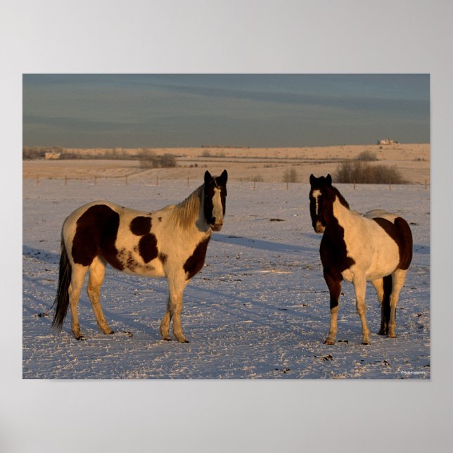 Poster Bob Langrish | Two Paint Horses In The Snow (Frente)