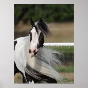 Poster Bob Langrish   Vanner Gypsy Mane Fluir
