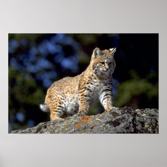 Poster Bobcat (Frente)