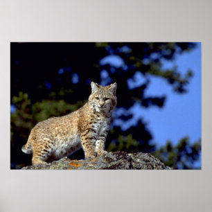 Pôster Bobcat